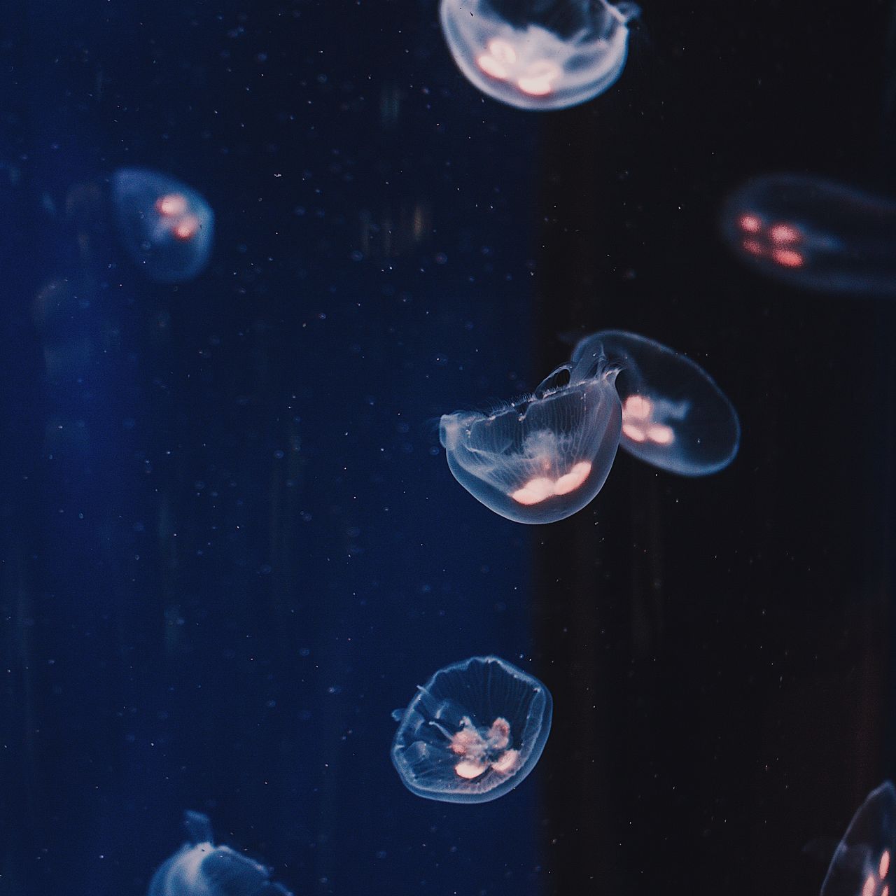 A tranquil underwater scene featuring several translucent jellyfish floating in dark blue water, with soft, glowing pinkish highlights visible in their bells.