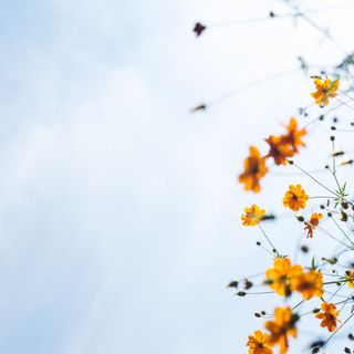 A bright blue sky with wispy clouds is filled with clusters of vibrant orange flowers and green leaves, creating a soft and airy atmosphere.