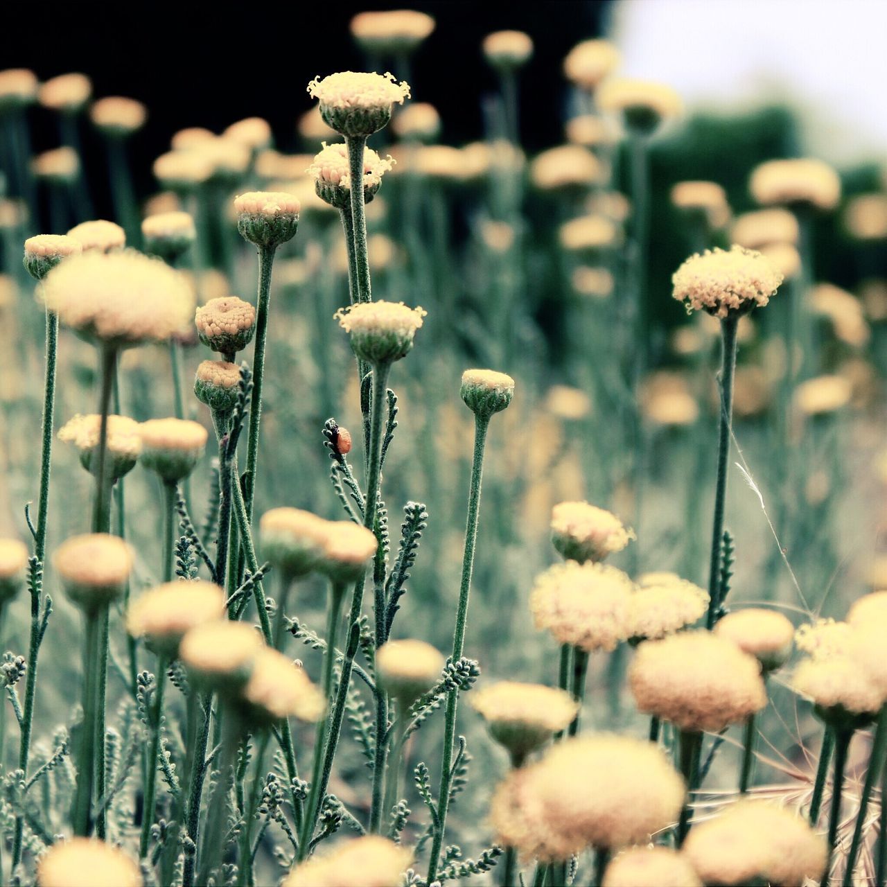 A close-up of tall, slender green stems topped with round clusters of yellow flowers, set against a blurred background of more foliage.