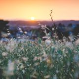 A sun setting on the horizon, casting warm orange and yellow hues across the sky, with tall grass in the foreground gently swaying in the breeze.