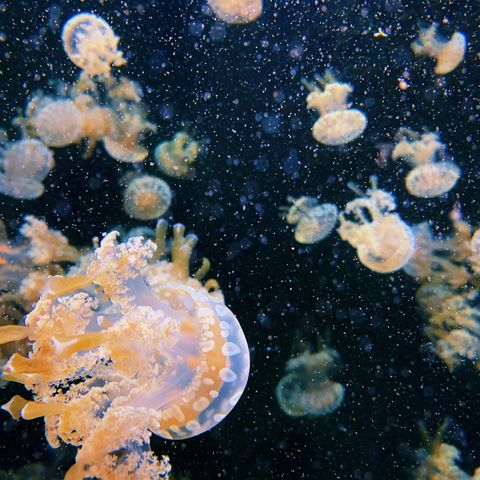 The image captures a mesmerizing scene of translucent jellyfish gracefully floating in dark waters, surrounded by shimmering particles.