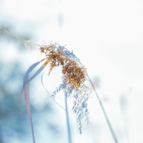 A close-up of dry, golden grasses against a softly blurred light background, conveying a serene and natural ambiance.